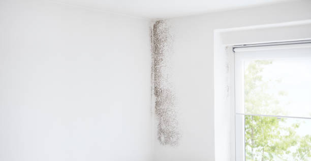 Best Mold Damage Restoration  in College, AK